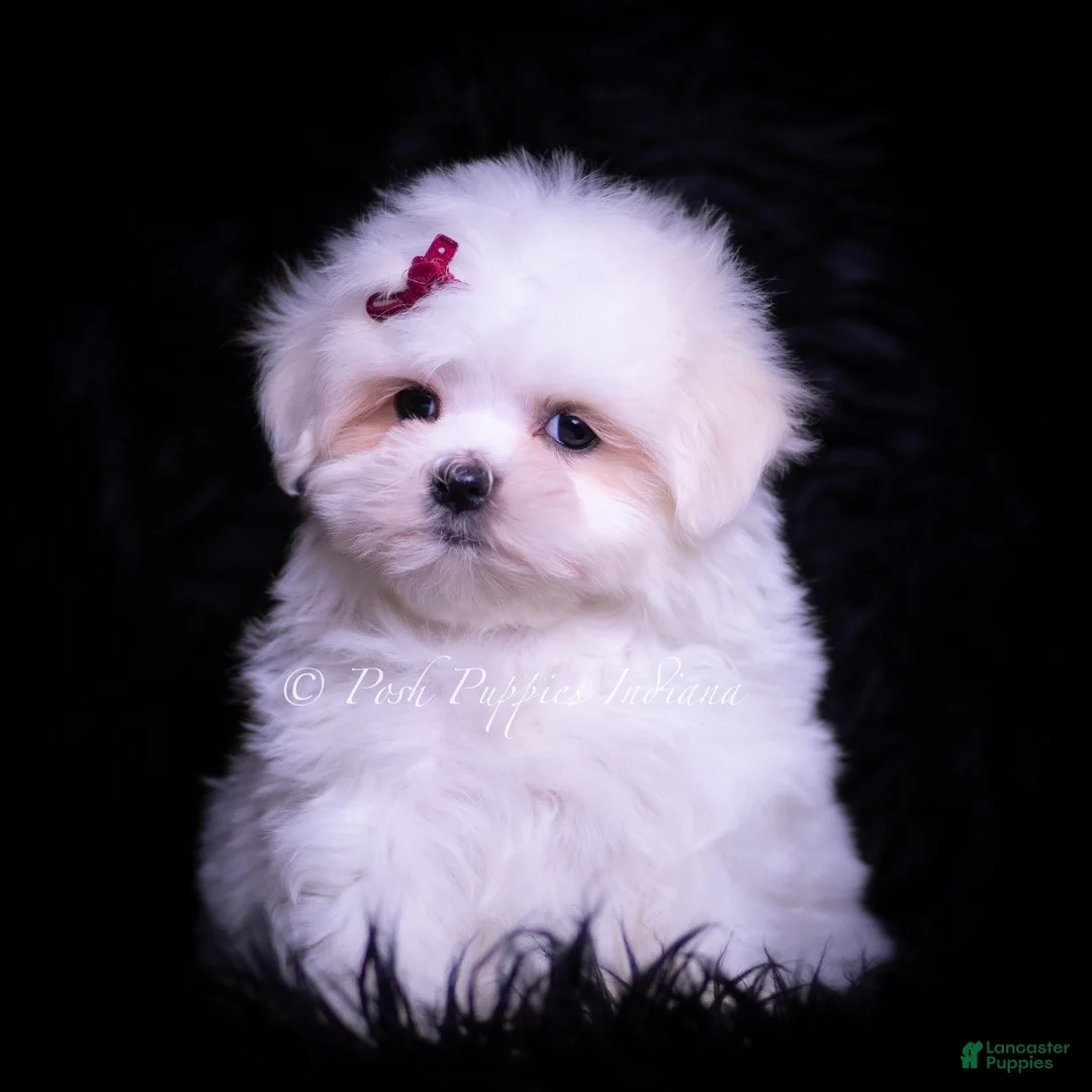 Maltese dogs for sale: Susie - Ad 1