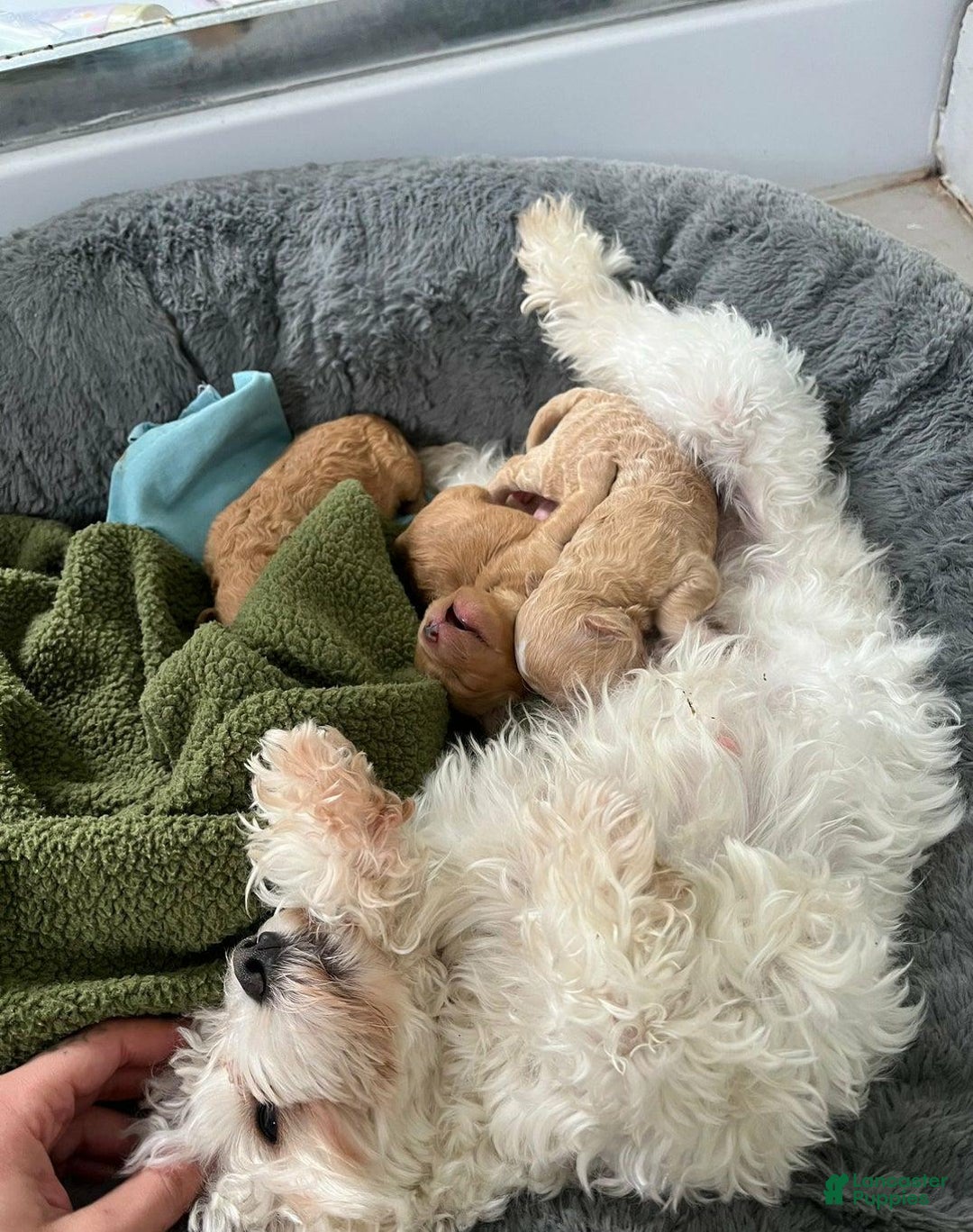 Maltipoo dogs for sale: Sara - Ad 2