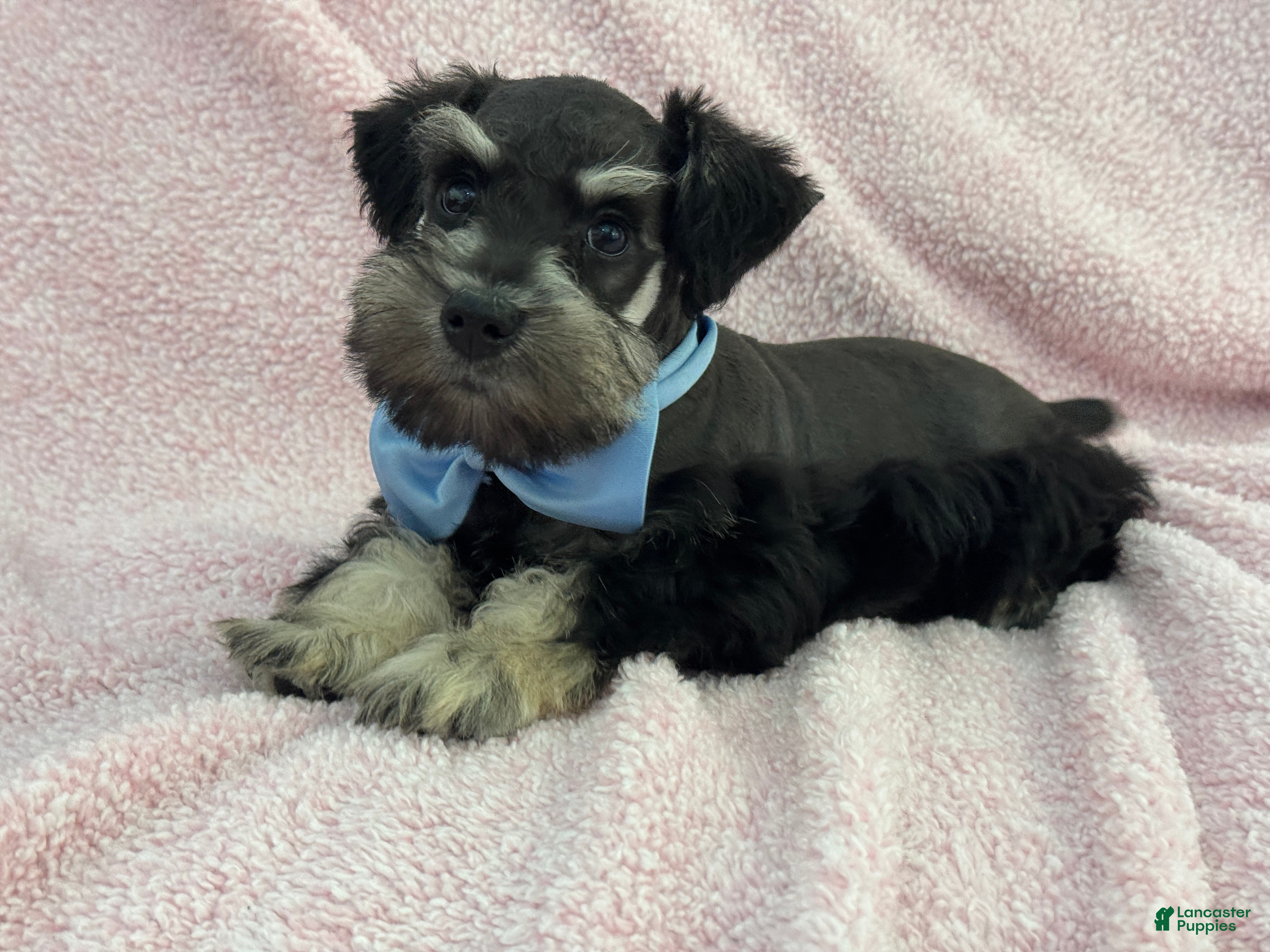 Miniature Schnauzer dogs Mae Male 3 Black & Silver AKC - Ad 26