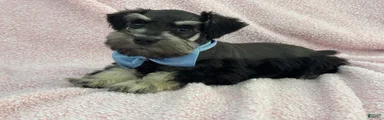 Mae Male 3 Black & Silver AKC