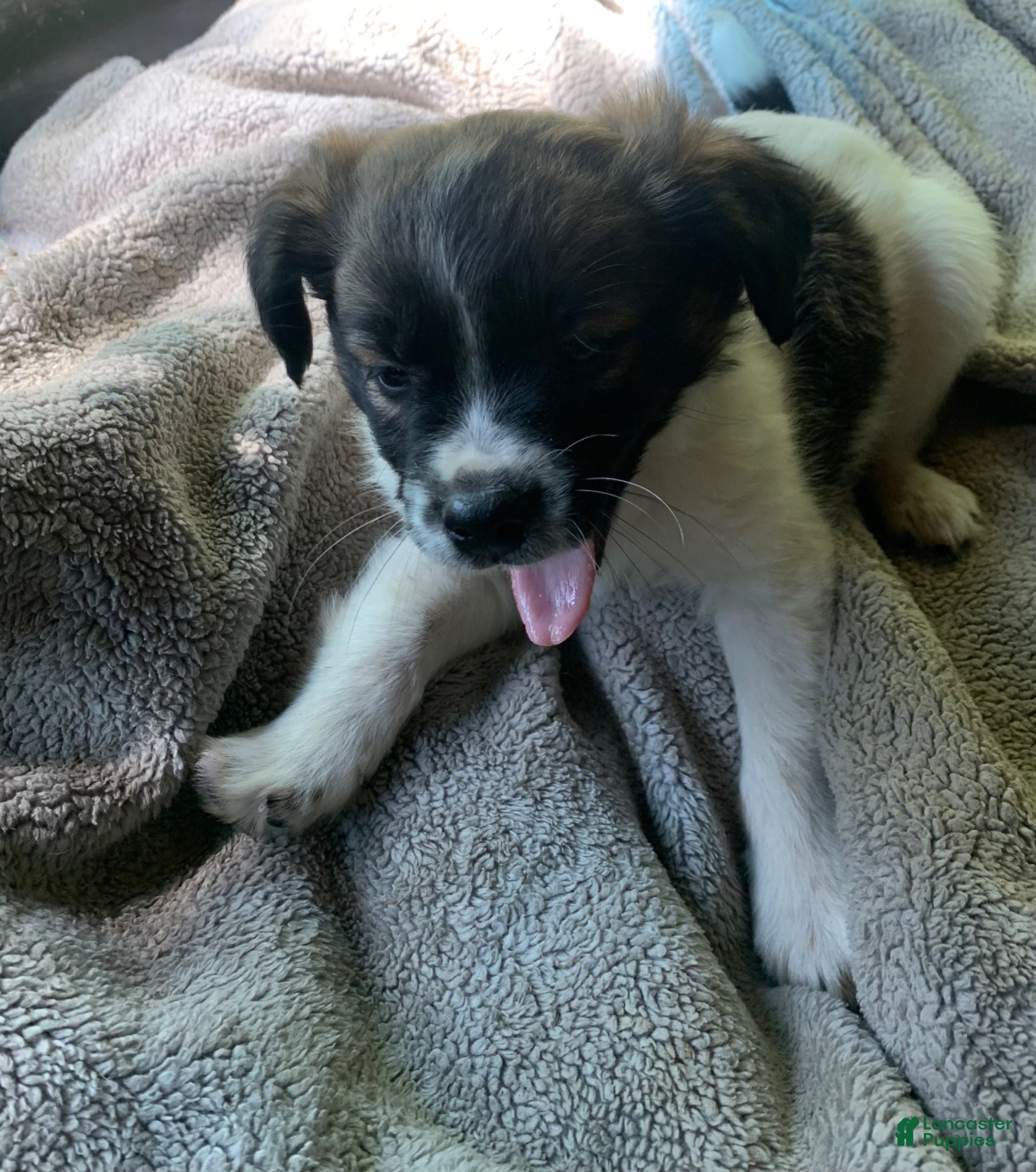 Chihuahua dogs Chihuahua Puppy 1 - Ad 2