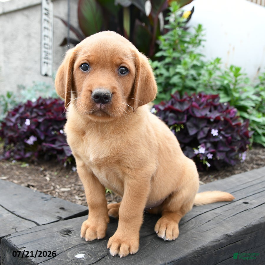 Labrador Retriever dogs Bear - Ad 2