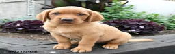 Labrador Retriever dogs for sale: Bear - Ad 2