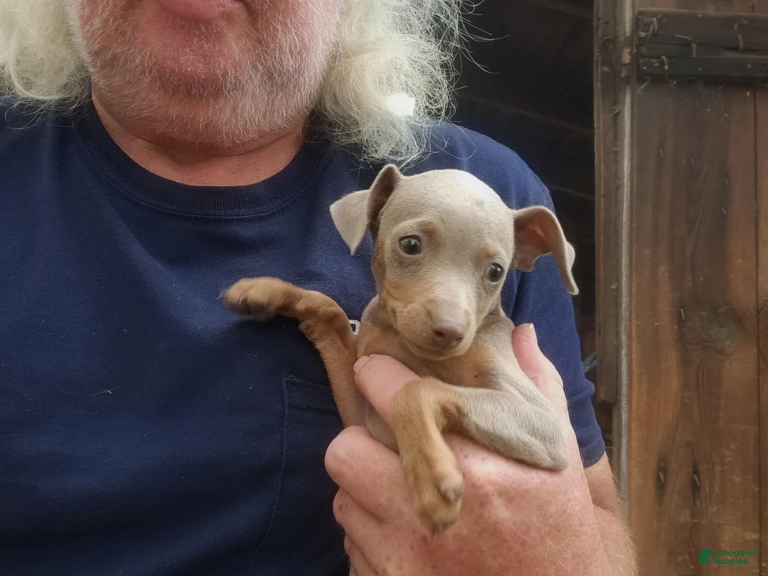 Miniature Pinscher dogs for sale: Tex - Ad 2