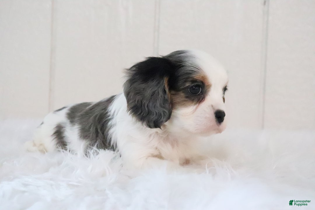 Cavalier King Charles Spaniel dogs for sale: Rosco - Ad 5