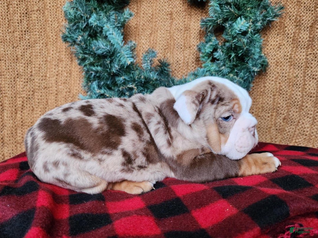 English Bulldog dogs for sale: Forrest - Ad 13