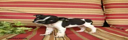 Boston Terrier dogs for sale: James   - Ad 2