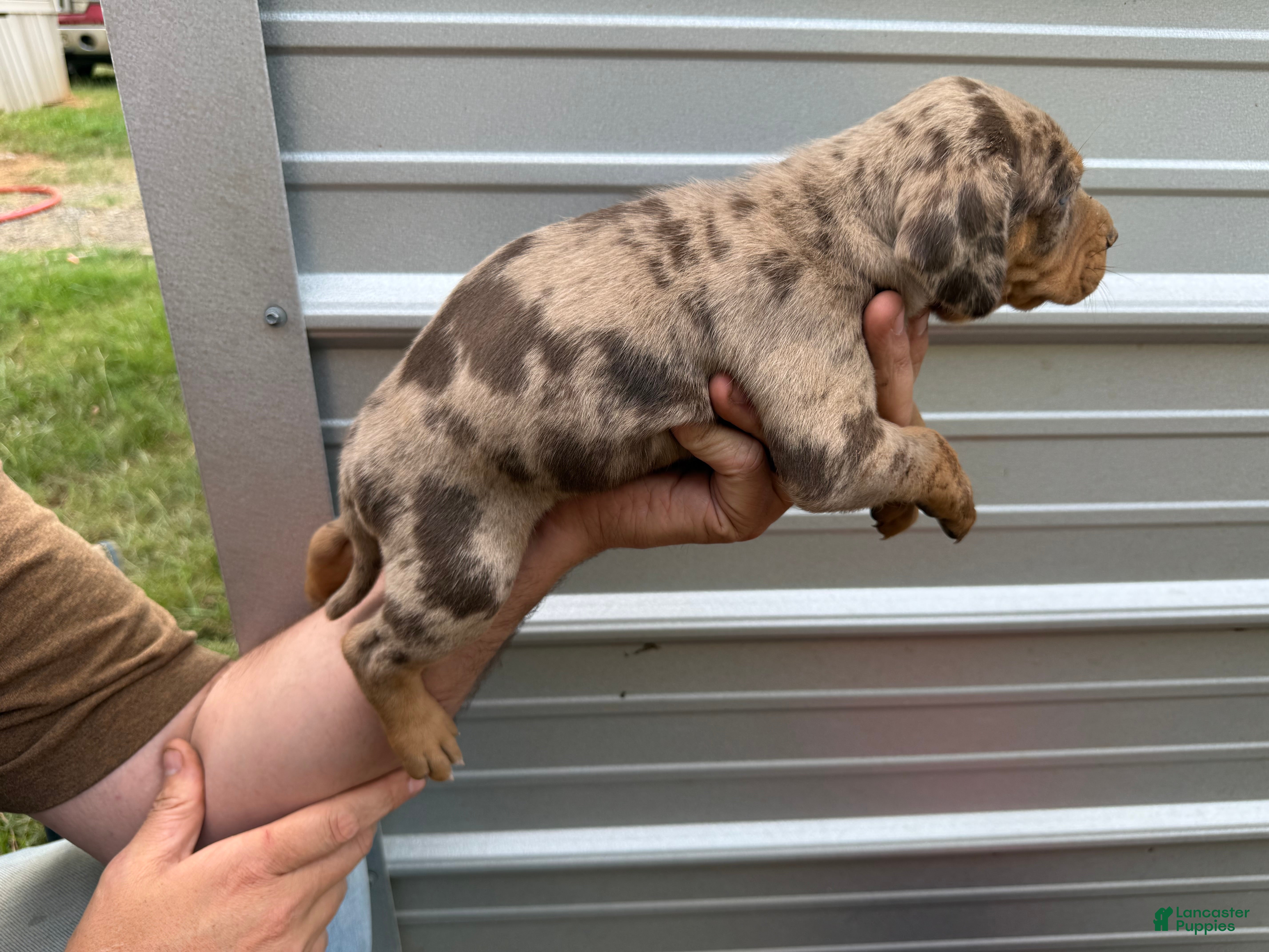 Catahoula Leopard Dog dogs for sale: Remi aka Lady - Ad 1