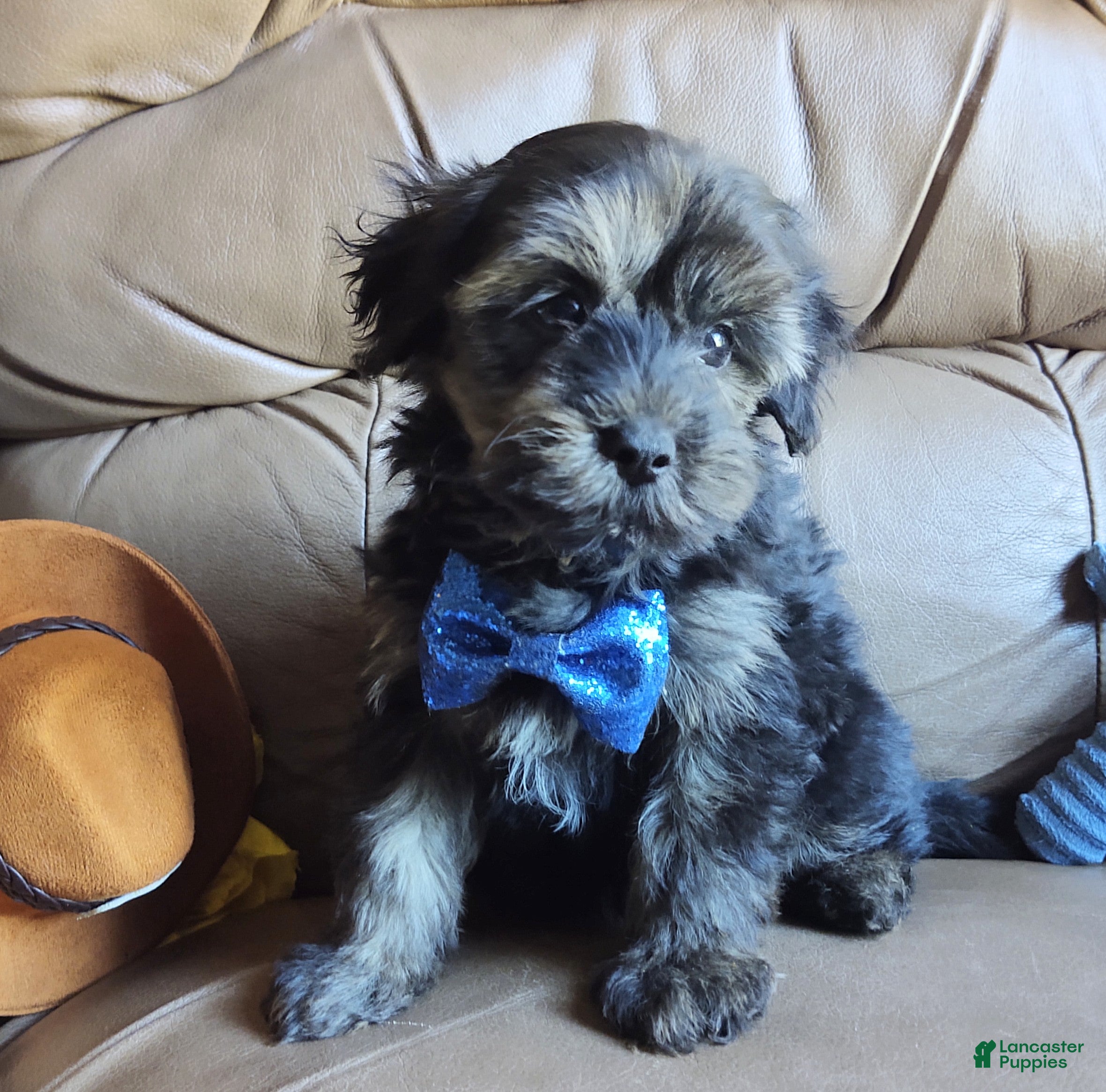 Yorkiepoo dogs Rocco  - Ad 2