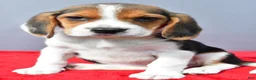 Beagle dogs for sale: Dora - Ad 8