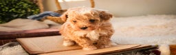 Miniature Poodle dogs for sale: Ramsey - Ad 3