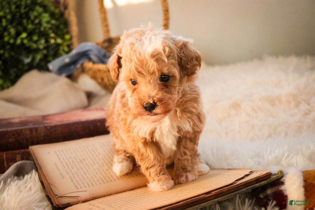 Miniature Poodle dogs for sale: Ramsey - Ad 3
