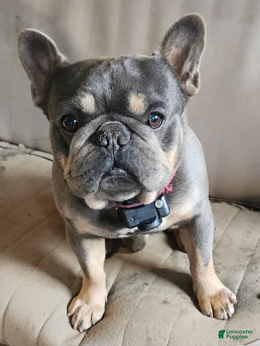 French Bulldog dogs for sale: Lavender - Ad 5