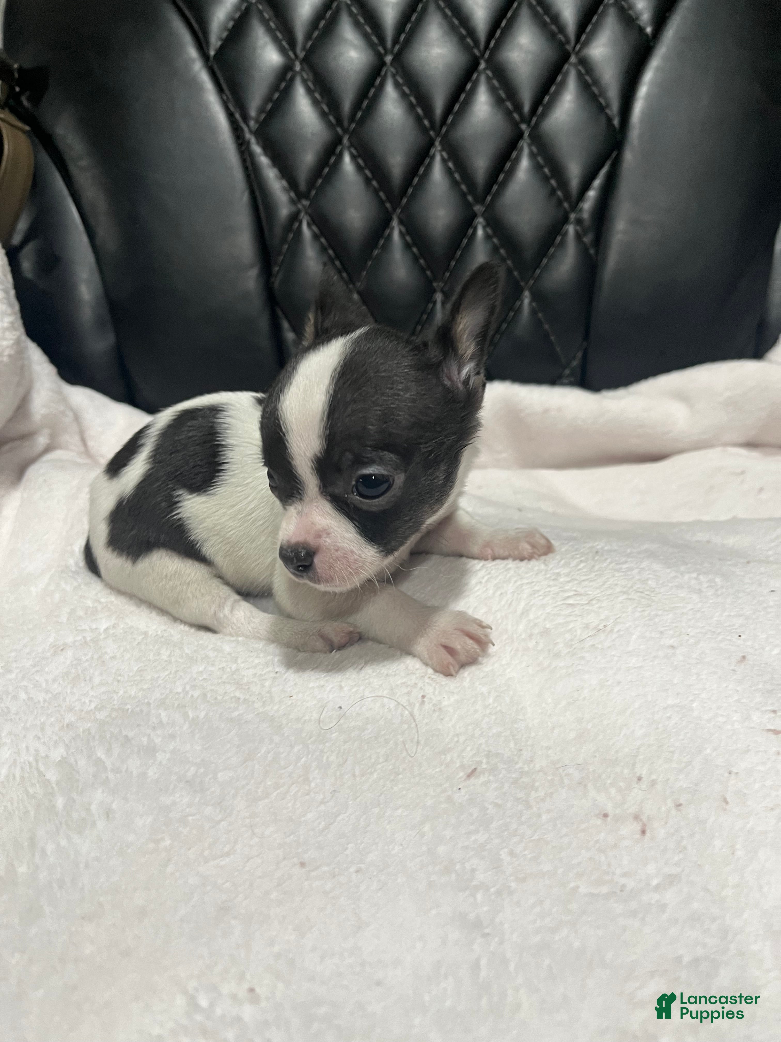 Chihuahua dogs for sale: Chihuahua 2 Male CKC registered  - Ad 36