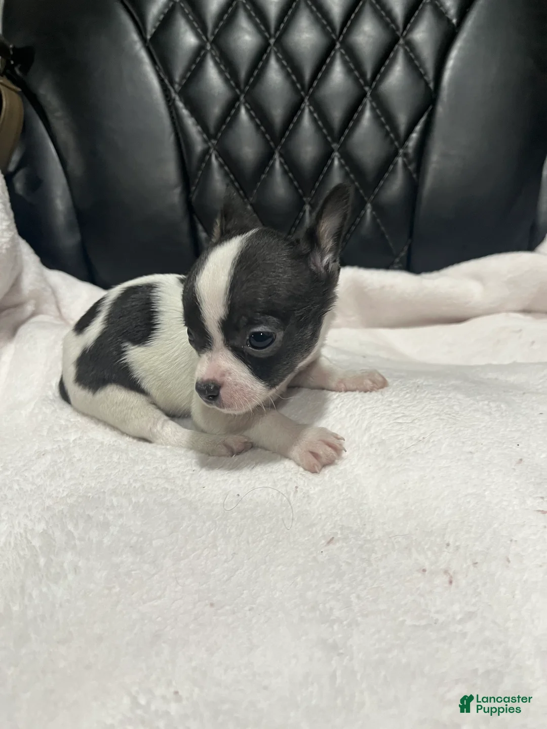 Chihuahua dogs for sale: Chihuahua 2 Male CKC registered  - Ad 1