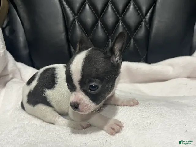 Chihuahua dogs for sale: Chihuahua 2 Male CKC registered - Ad 36