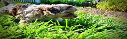 Havapoo dogs for sale: Bambi - Ad 14