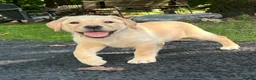 Labrador Retriever dogs for sale: Lola - Ad 6