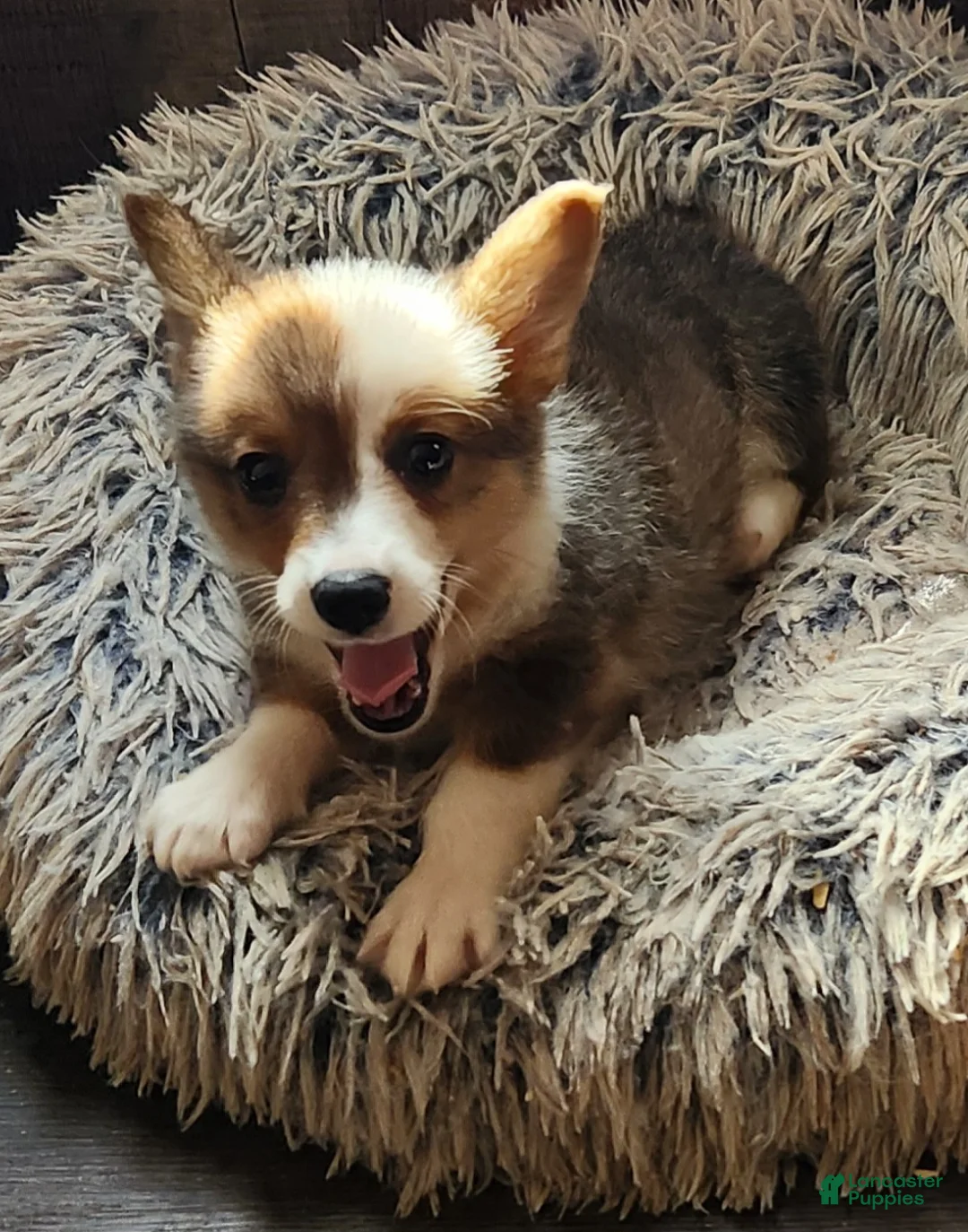 Welsh Corgi Pembroke dogs for sale:  Puppy 1 - Ad 2