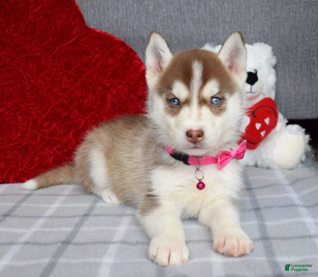 Siberian Husky dogs for sale: Cassie - Ad 7