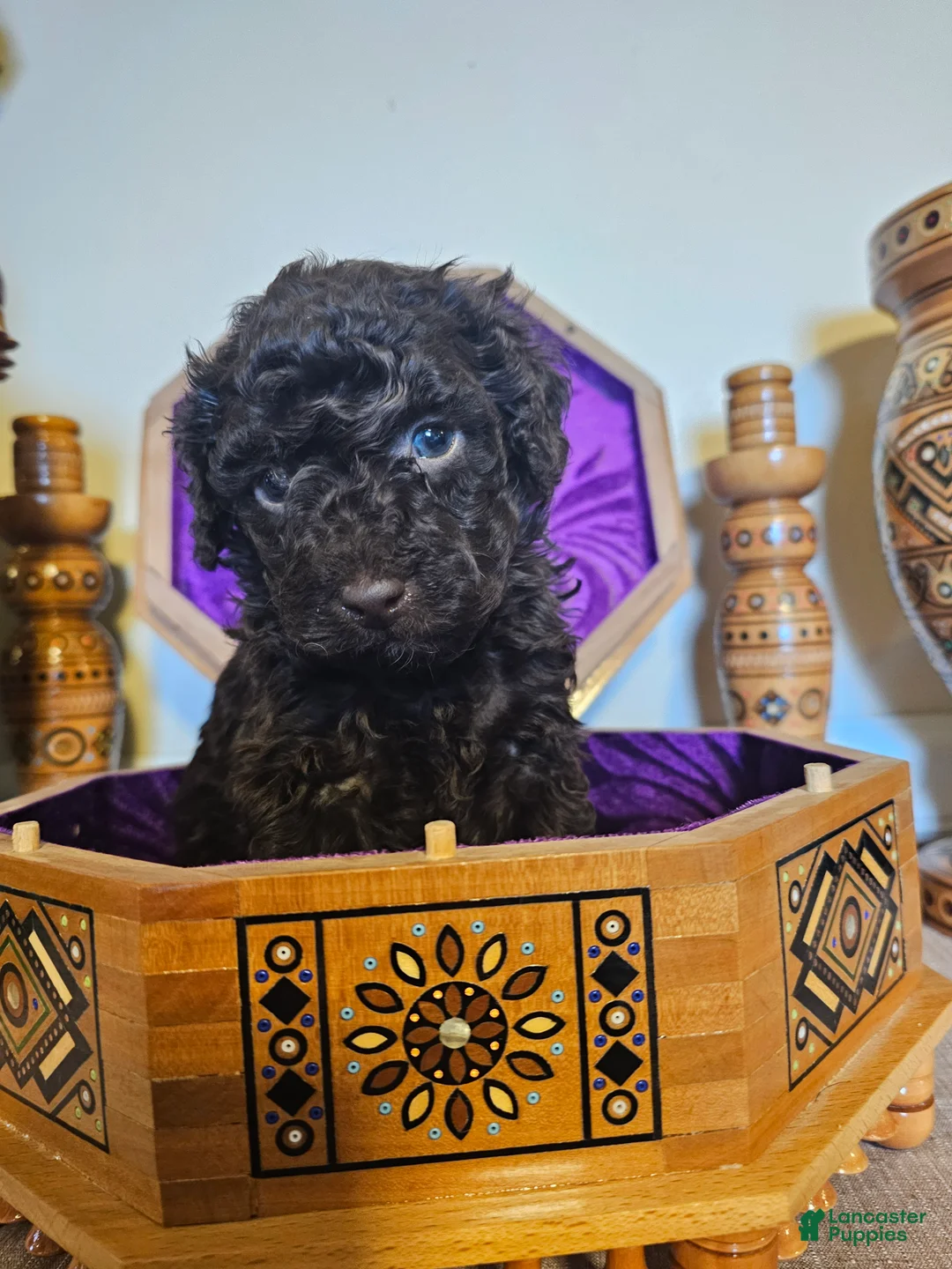 Mini Goldendoodle dogs for sale: Cedar - Ad 2