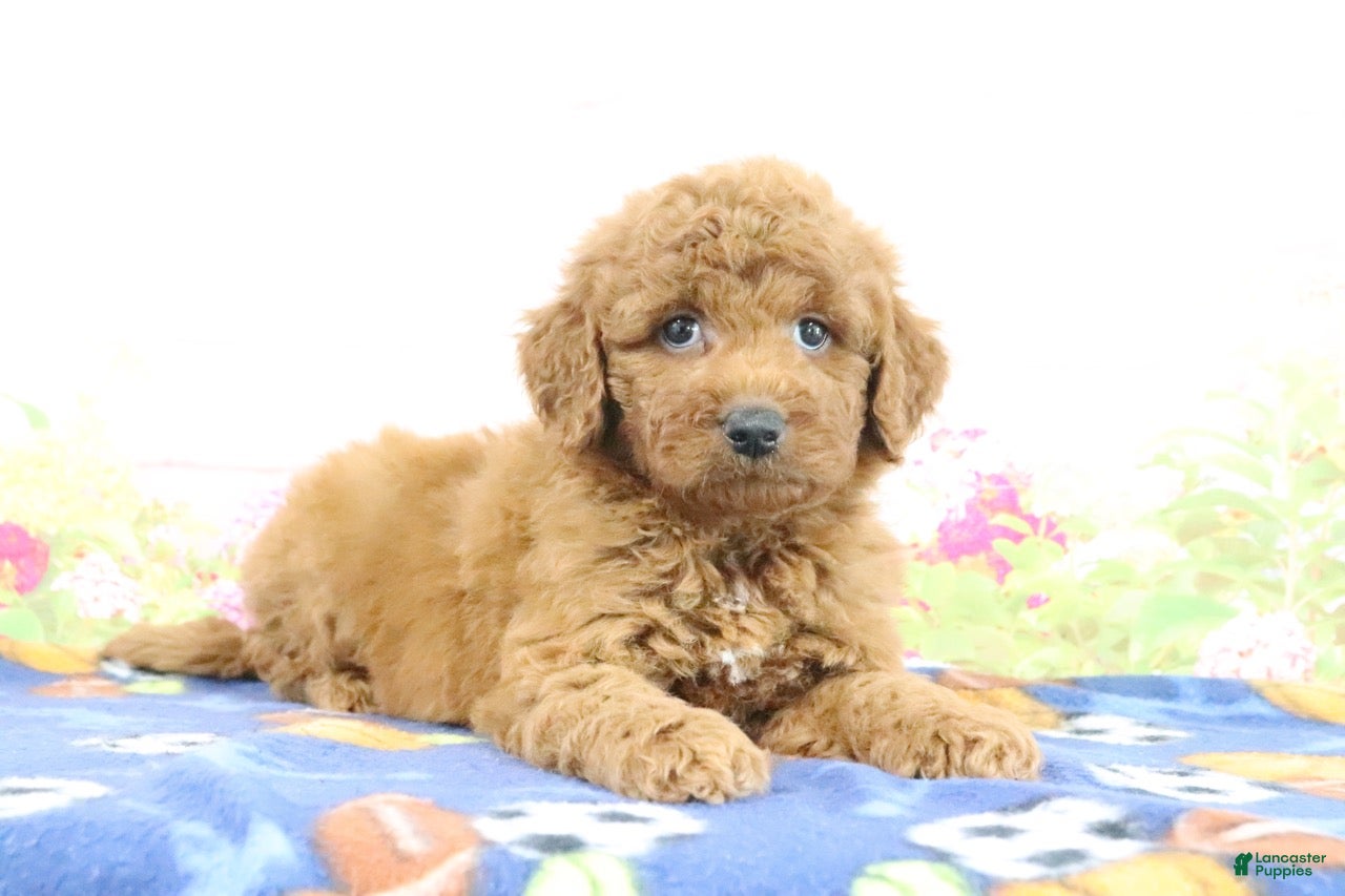 Mini Goldendoodle dogs Fallon - Ad 2