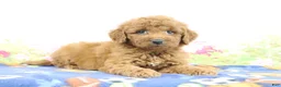Mini Goldendoodle dogs for sale: Fallon - Ad 2