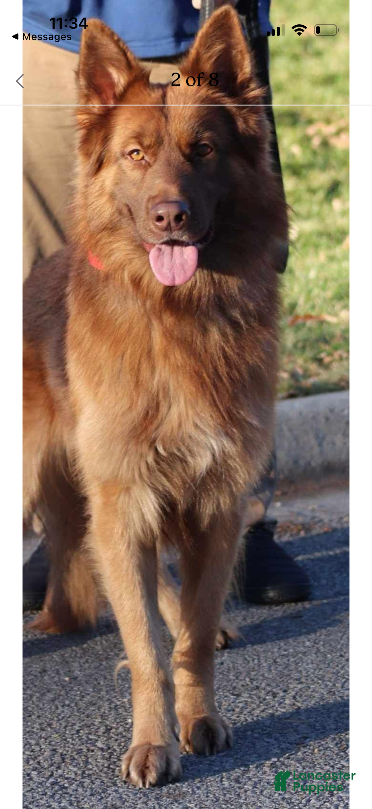 Otto