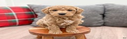 Mini Goldendoodle dogs for sale: Heidi - Ad 3