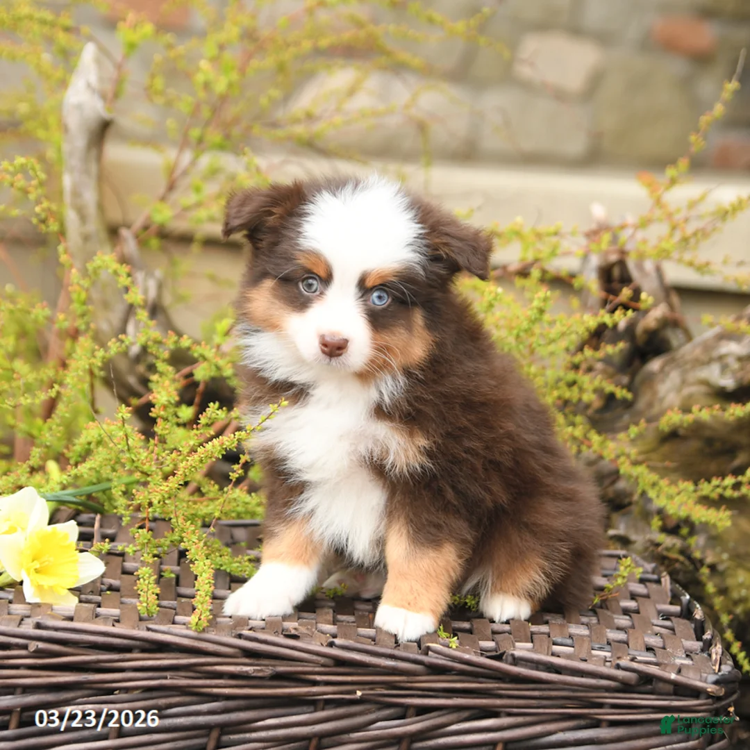Miniature Australian Shepherd dogs for sale: Swift - Ad 1
