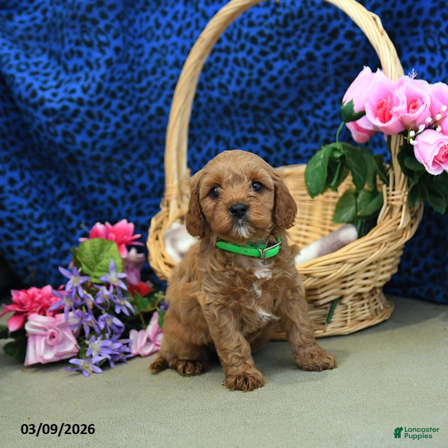 Cavapoo dogs Scamper - Ad 1