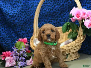 Cavapoo dogs for sale: Scamper - Ad 1