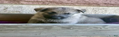 Ben