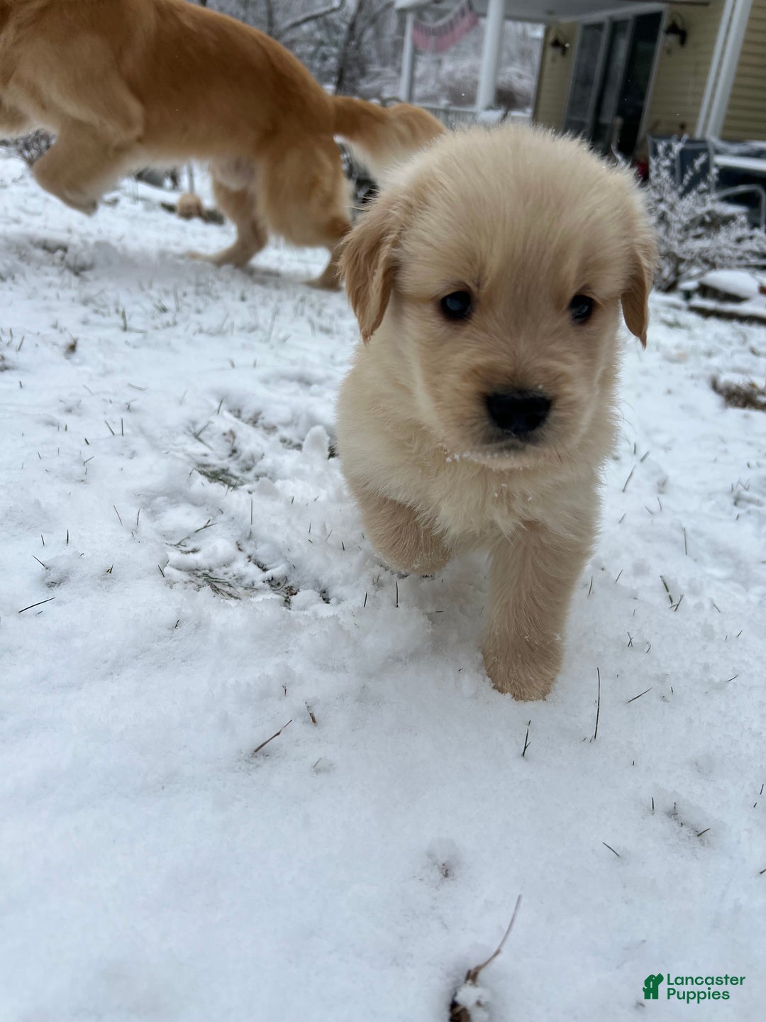 Golden Retriever dogs for sale: Golden Retriever Puppy pink - Ad 5