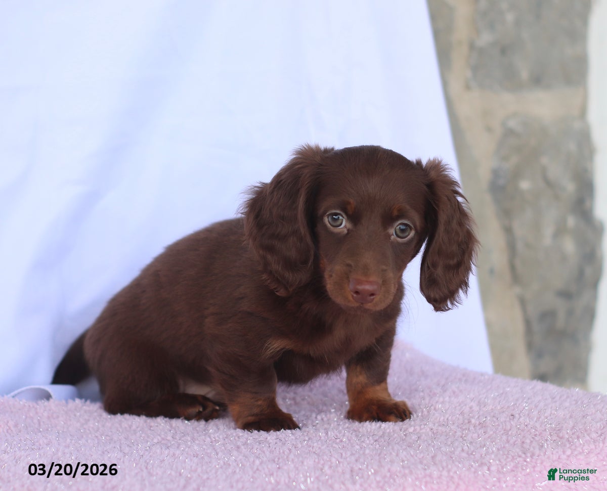 Miniature Dachshund dogs Austin - Ad 2