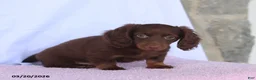 Miniature Dachshund dogs for sale: Austin - Ad 2