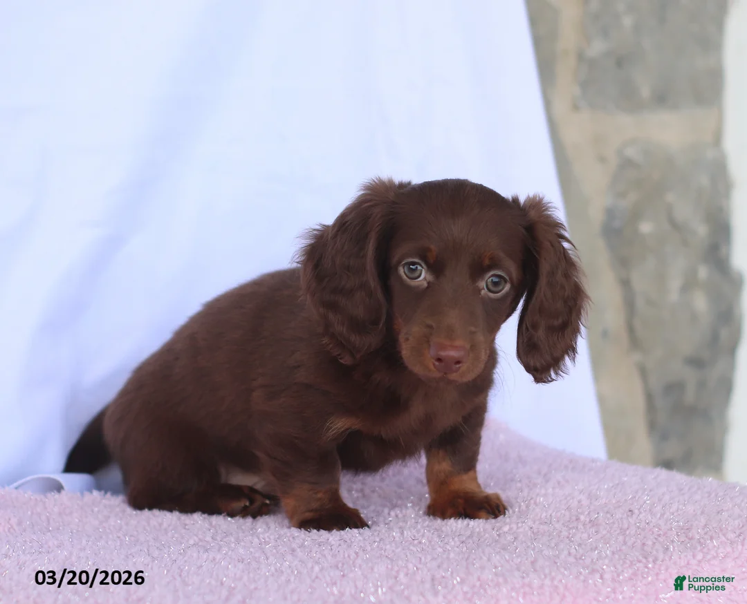 Miniature Dachshund dogs for sale: Austin - Ad 2