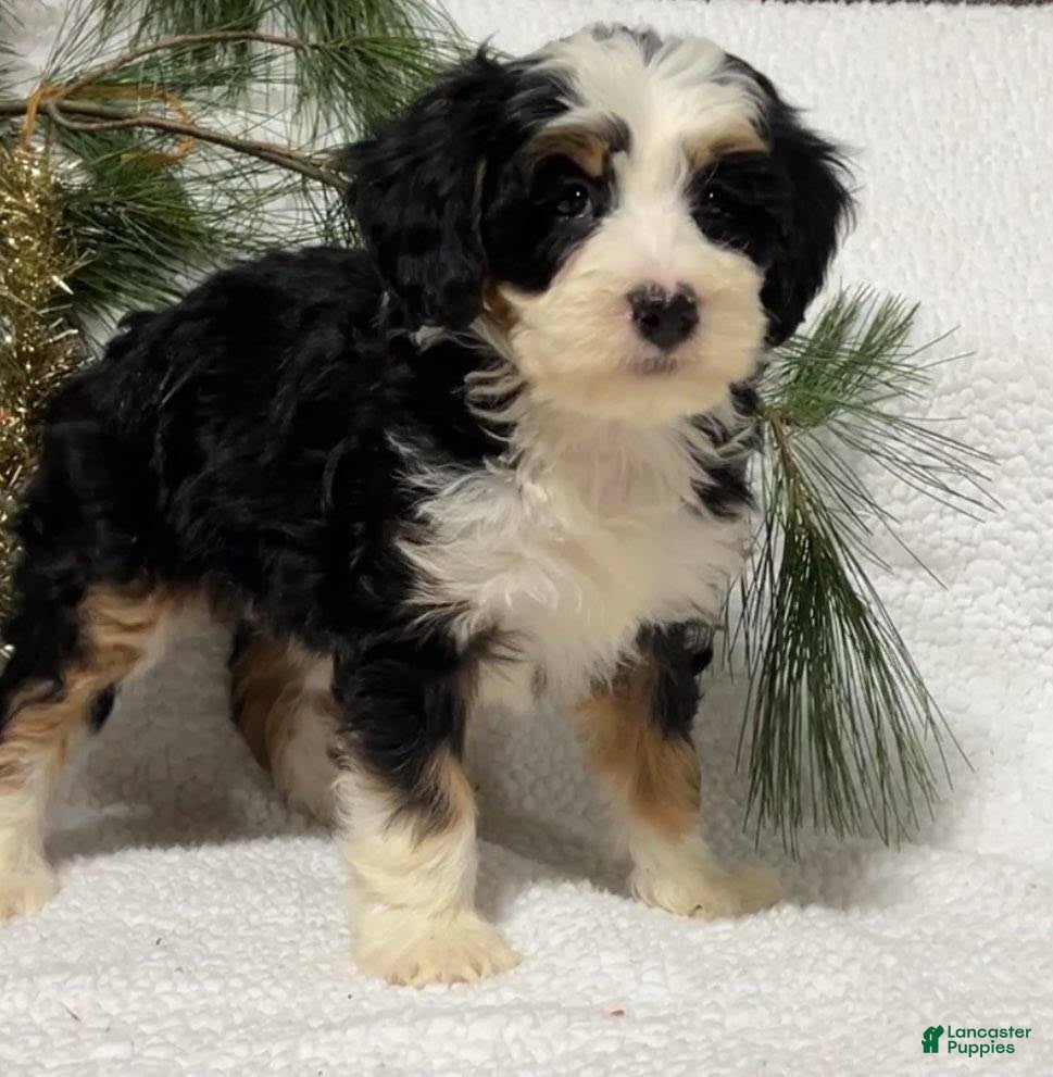 Mini Bernedoodle dogs Bailee - Ad 13