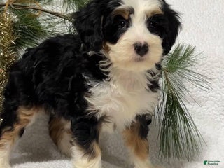 Mini Bernedoodle dogs Bailee - Ad 15