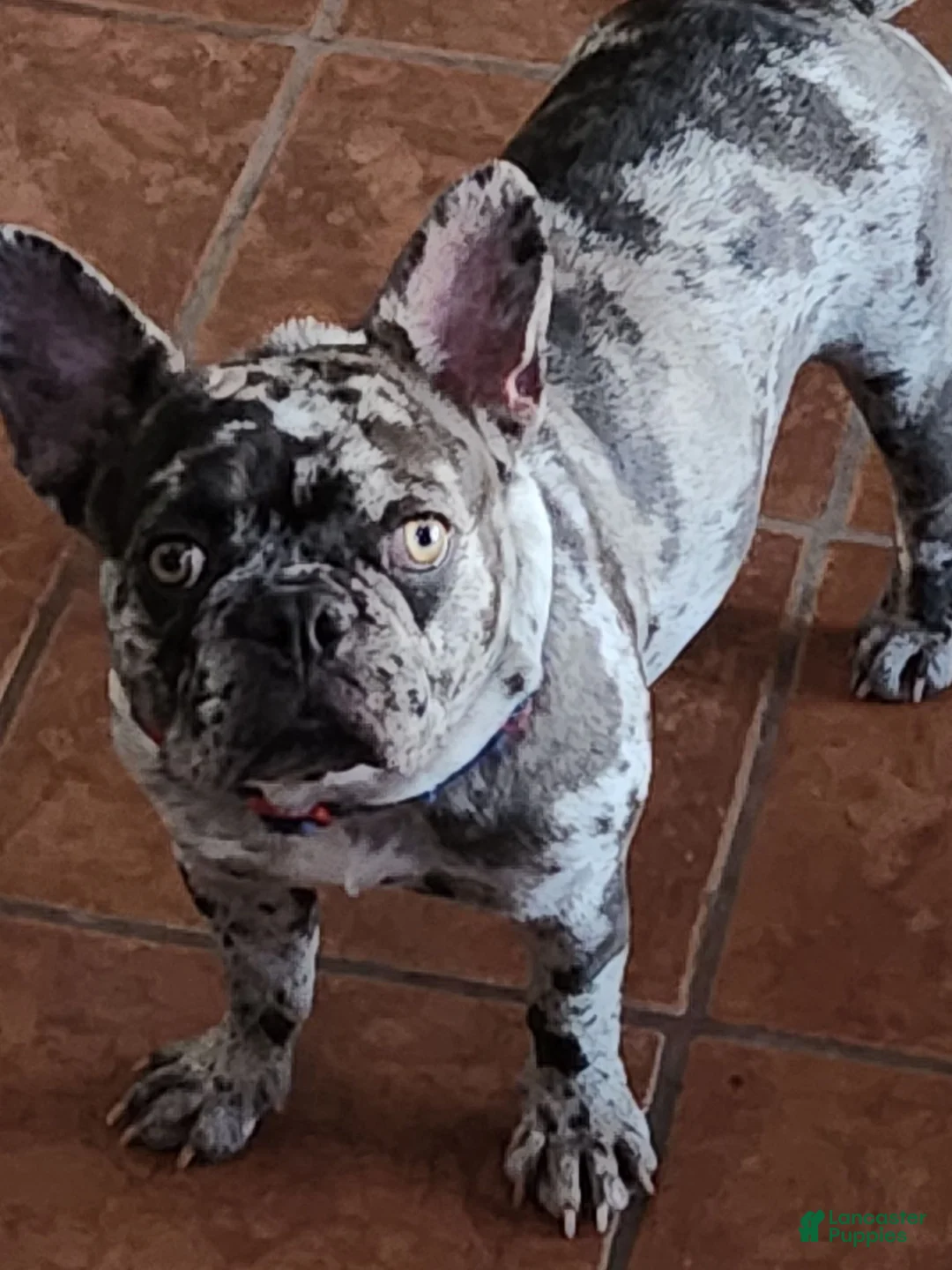 French Bulldog dogs for sale: French Bulldog 4: Cocoa Puff - Ad 2