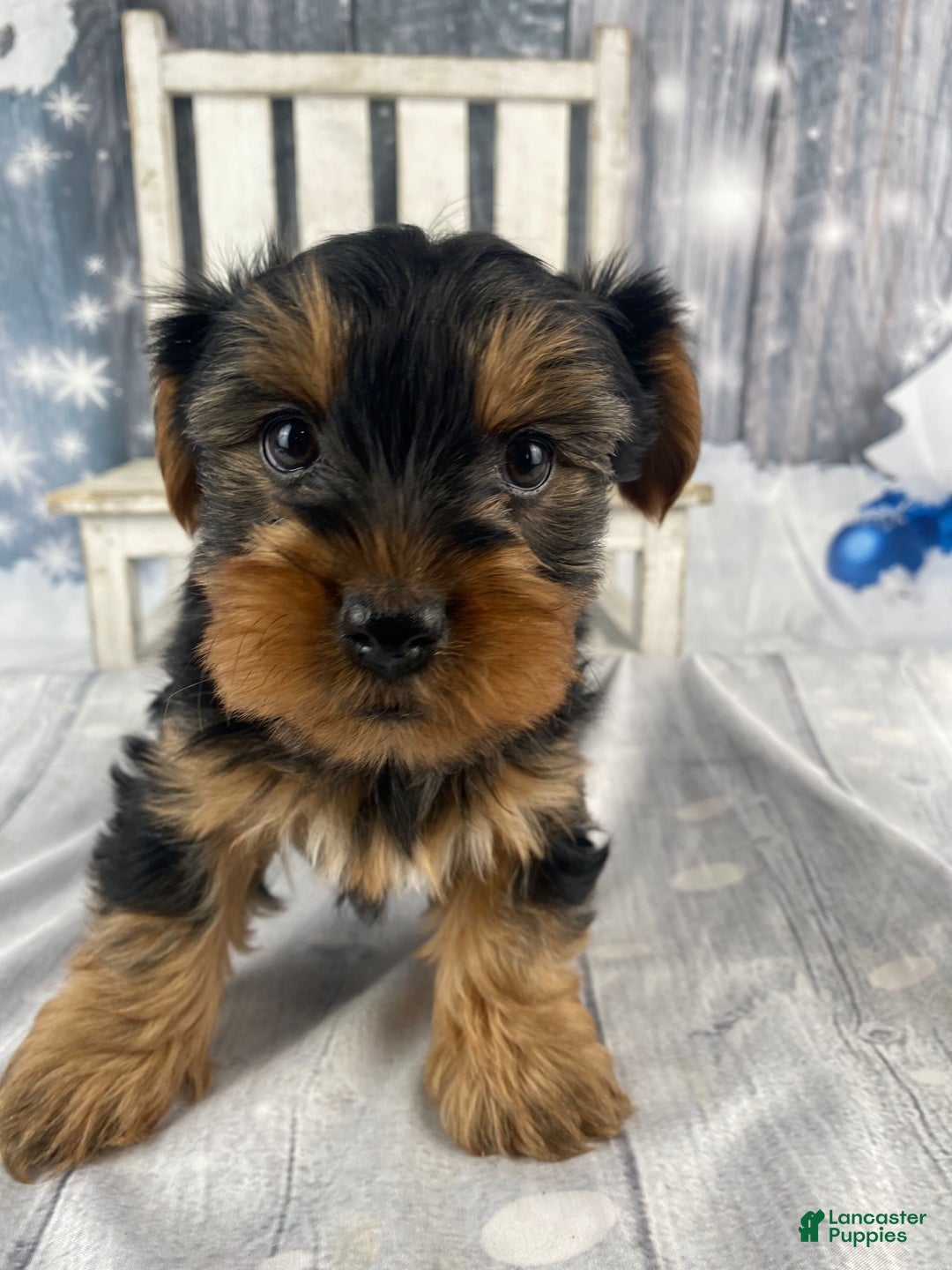Yorkshire Terrier dogs for sale: Cali - Ad 1