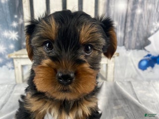 Yorkshire Terrier dogs Cali - Ad 1