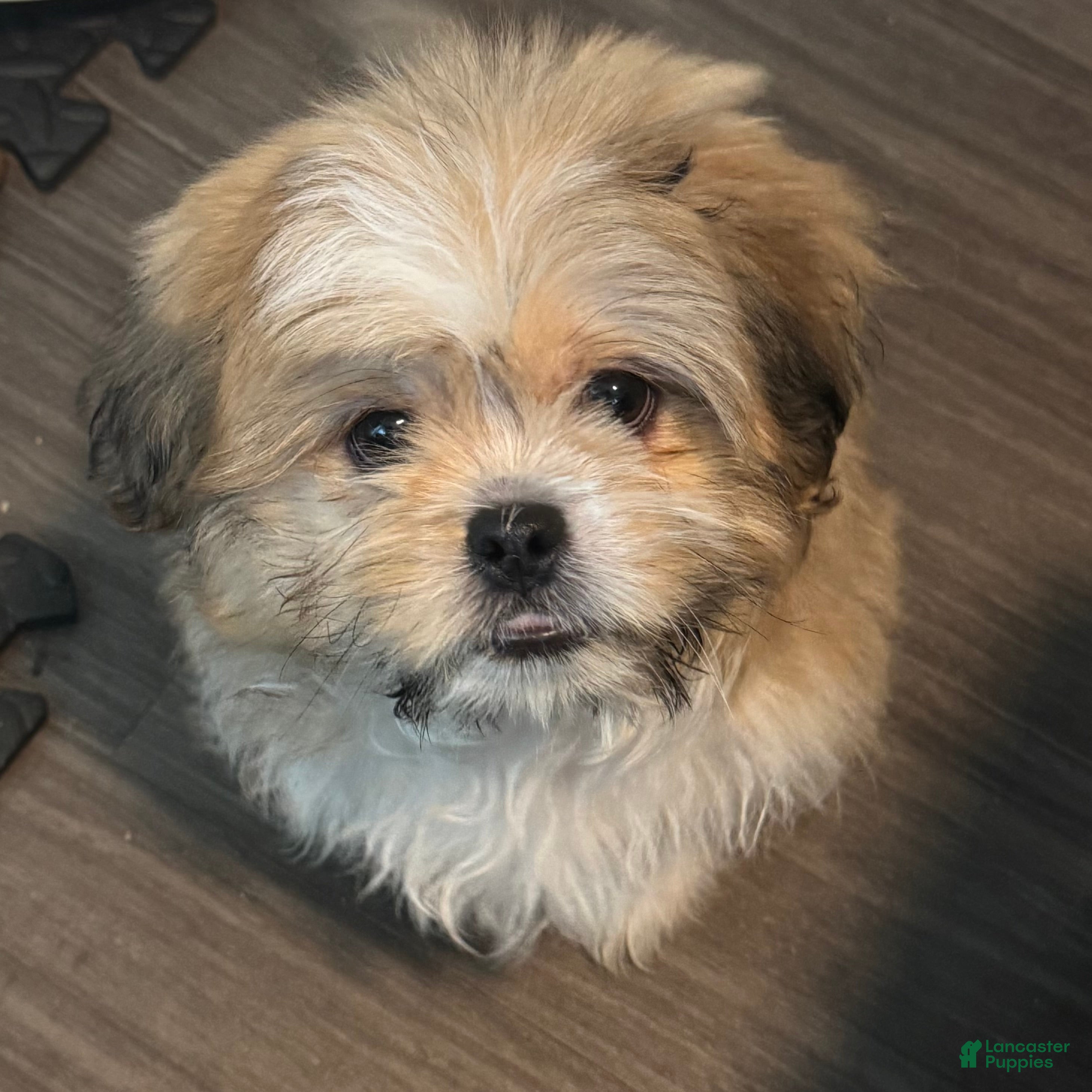 Mixed Breed dogs Peke-Tzu Pup 2 - Ad 38
