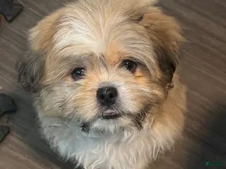 Mixed Breed dogs Peke-Tzu Pup 2 - Ad 38