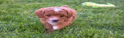 Miniature Poodle dogs for sale: Dixie 💕🐶 - Ad 10