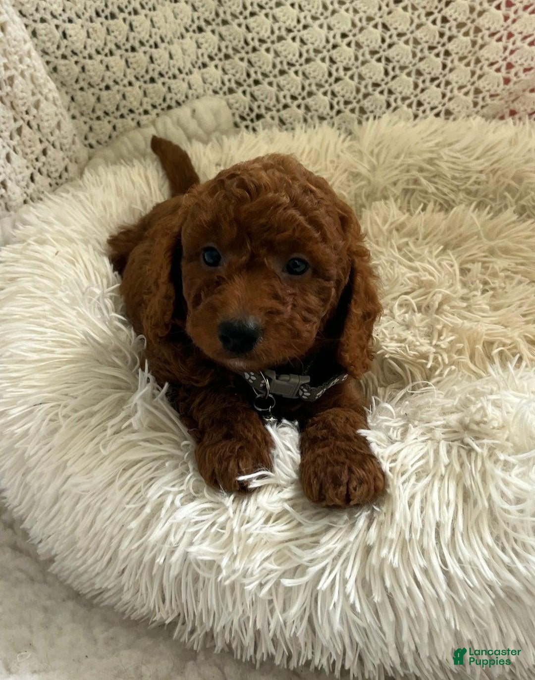Cavapoo dogs for sale: Molly - Ad 9