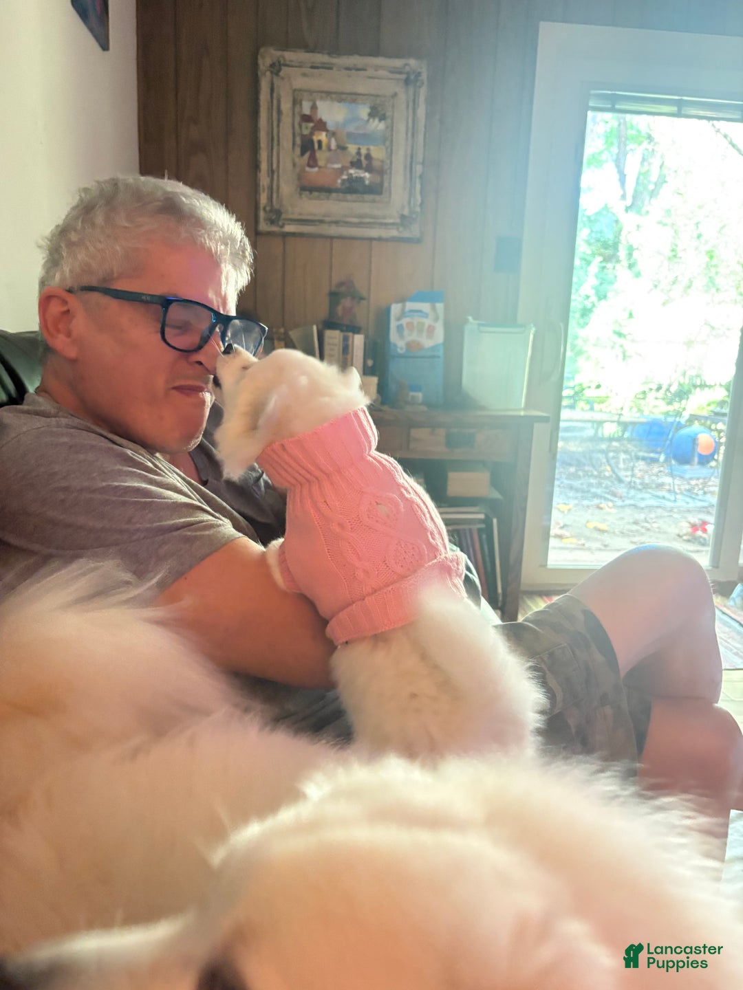 American Eskimo dogs for sale: Annie - Ad 6