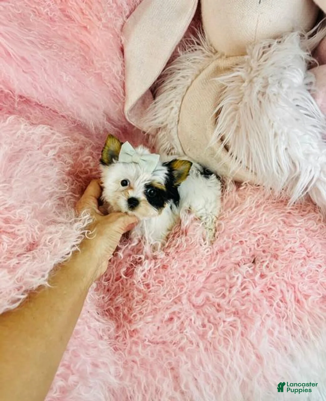 Biewer Terrier dogs for sale: Teacup Biewer Terrier 1 - Ad 1