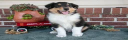 Collie dogs for sale: George - Ad 2