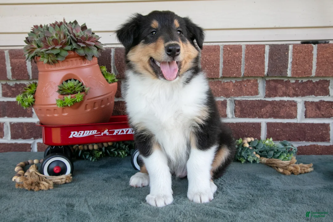 Collie dogs for sale: George - Ad 2